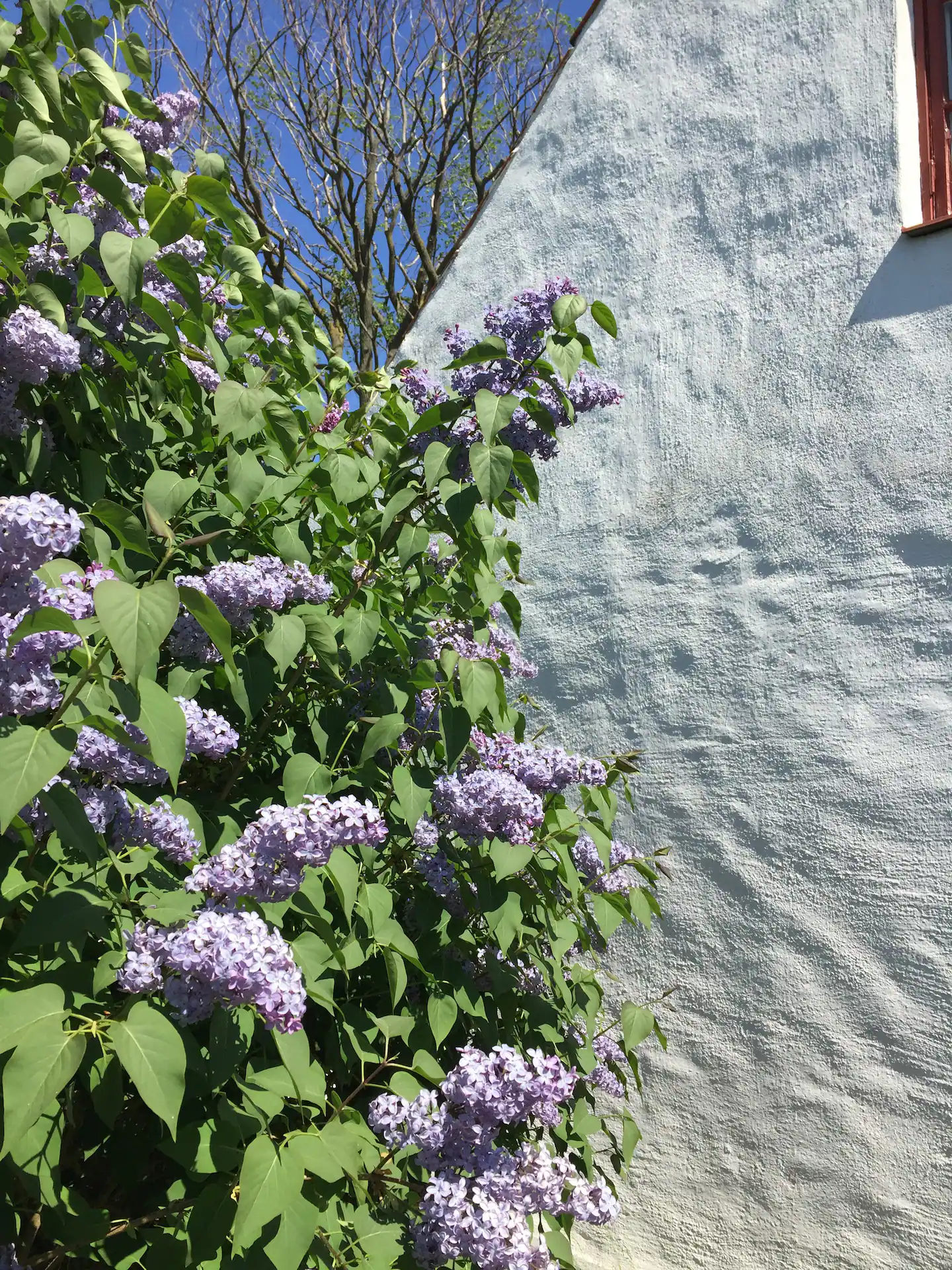 Blommor mot vit husvägg
