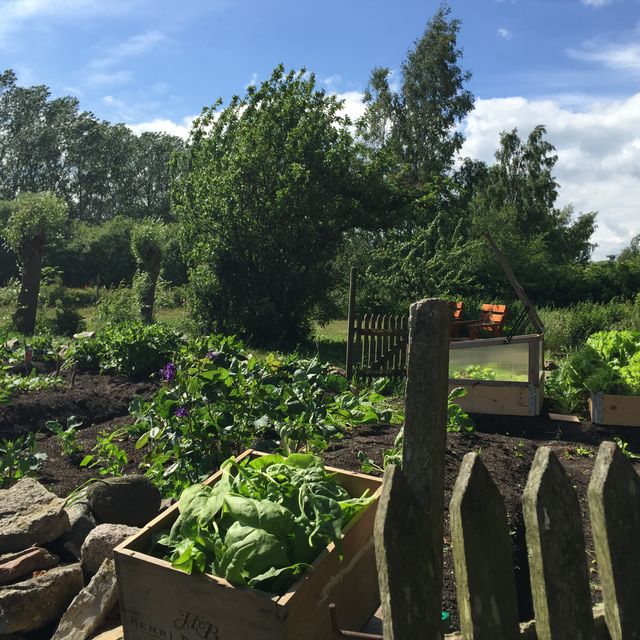 Trädgård och odlingar